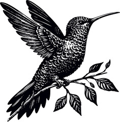 humming bird vector illustration