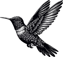 humming bird vector illustration