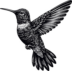 humming bird vector illustration