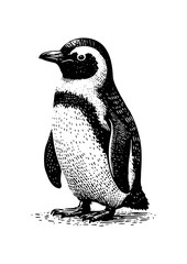 penguin vector illustration