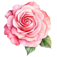 Sweet Rose Watercolor Clipart: Romantic Floral Illustrations for Design and Decor.