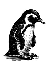 penguin vector illustration