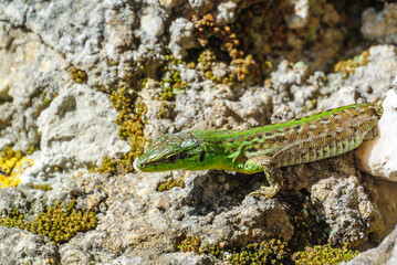 dobrinj, croatia, 30 april 2024, male Italian wall lizard or ruin lizard, Podarcis siculus