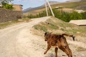 A brown cow is running down a dirt road. The road is dirt and has some grass growing on it