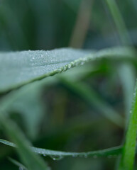 Close-Up of Dew Drops on Grass Blade
