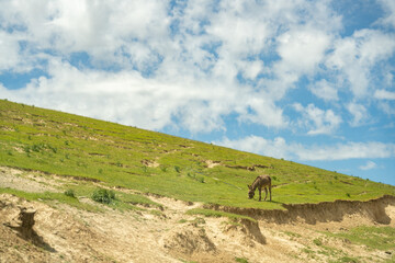 A donkey is grazing on a hillside. The sky is blue and there are clouds in the background