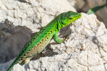 silo, croatia, 30 april 2024, male Italian wall lizard or ruin lizard, Podarcis siculus