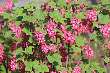 Sweden. Ribes sanguineum, the flowering currant, redflower currant, red-flowering currant, or red currant is a North American species of flowering plant in the family Grossulariaceae.    