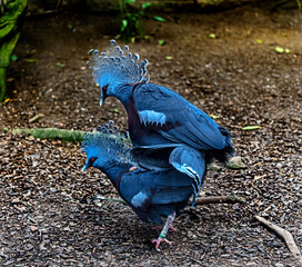 Victoria crowned pigeons coupling on the ground. Latin name - Goura victoria beccarii