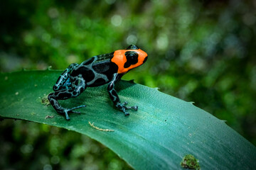 Dart frog dendrobates tinctorius azureus