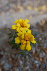 Two yellow flowers are in the foreground of the image. The flowers are small and delicate, with a bright yellow color that stands out against the brown background. Concept of warmth and happiness
