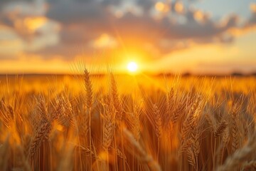 A vast golden wheat field illuminated by a warm sunset, depicting the beauty and bounty of agriculture