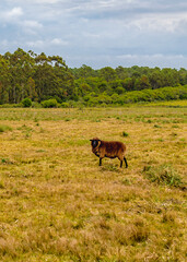 Sheep at countryside landscape, maldonado, uruguay
