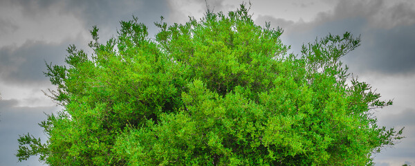 Tree surrounded by meadow rural landscape, maldonado, uruguay