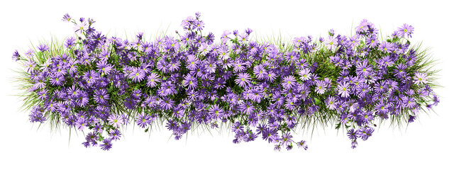 Top view purple flowery grassy row on transparent backgrounds 3d rendering png