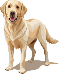 Labrador Retriever isolated on white background. illustration.