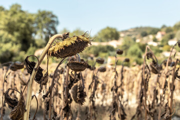 tournesol ass&eacute;ch&eacute; par la canicule
