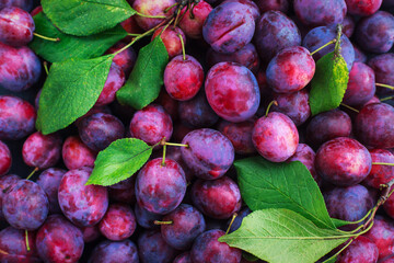 Fresh ripe autumn plums on dark background, top view