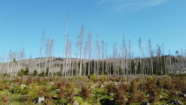 Tote Fichtenst&auml;mme ragen in den Himmel, Fichtensterben durch Monokultur, Sch&auml;dlingsbefall, Hitze und Sturm, Nat&uuml;rlicher Waldumbau, Neue Artenvielfalt
