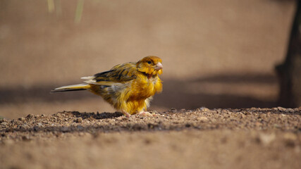 canary standing on the ground. High quality photo