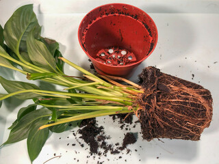 Repotting the indoor plant spathiphyllum