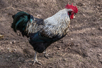 Blue Silverudd, top view. Rooster in the poultry yard of the farm. Cock breed Blue Silverudd in...