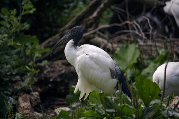The African sacred ibis. Threskiornis aethiopicus. High quality photo