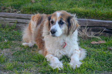 dog on grass