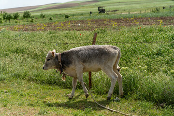Obraz premium A small cow is walking through a field of grass. The cow is wearing a collar and he is grazing