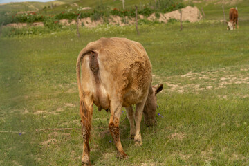 A cow is grazing in a field. The cow is brown and has a white patch on its back