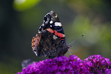 Vanessa atalanta, the red admiral. A beautiful butterfly is sitting on a flour. High quality photo
