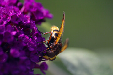 Macrophotography of a bumblebee feeding from a lilac flower.High quality photo