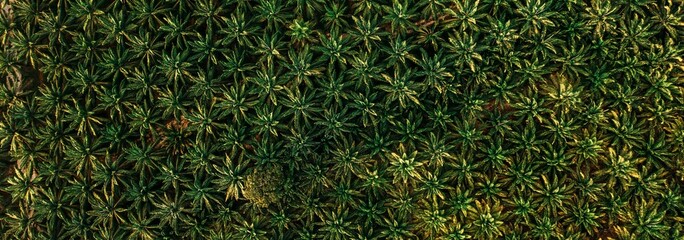 Bird's Eye View: Stunning Oil Palm Tree Plantation Captured in 4K image