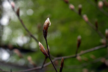 The first spring gentle leaves, buds and branches macro background. High quality photo