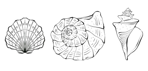 Set of seashells, Underwater world. Hand drawn graphic illustration of a seashells. Drawn in black ink in sketch style. Isolated on white background, design for packaging and children's coloring books