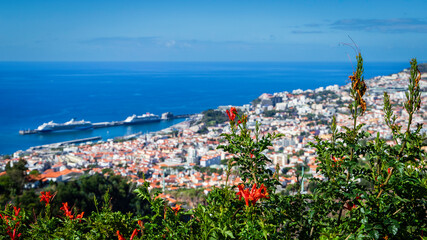 flowers on the coast