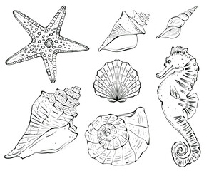Seashells and underwater animals graphic set. Hand drawn illustration. Drawn in black ink in sketch style. Isolated on white background, design for packaging, textil and children's coloring books