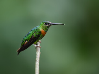 Gould's Jewelfront Hummingbird on a stick against  green background