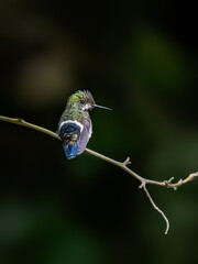Fototapeta premium Sparkling Violetear Hummingbird on a stick against green background