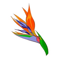 Strelitzia reginae hand drawn illustration, exotic flowers. Tropical flower isolated on white background.  Hawaii flora in flat style. Design element for logo, greeting card and design.