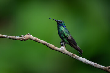 Sparkling Violetear Hummingbird on a stick against  green background