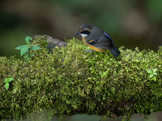 Female Black-faced Antbird on mossy branch