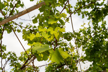 A vine with green leaves is growing on a trellis
