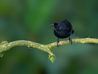 Male Western Fire-eye on mossy stick on green background