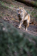 wolf in the forest