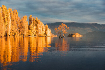 Sunrise glowing on Wanaka tree or Willow tree with autumn forest at Lake Wanaka, New Zealand