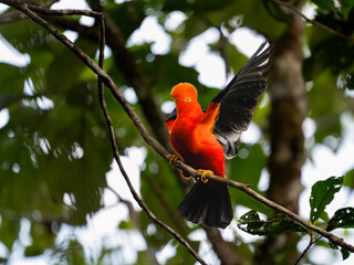 Andean Cock-of-the-rock on tree branch in Ecuador
