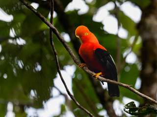 Andean Cock-of-the-rock on tree branch in Ecuador