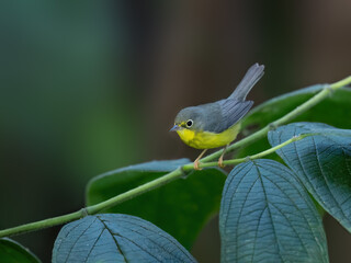 Canada Warbler on tree branch with green leaves in Ecuador