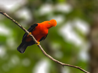 Andean Cock-of-the-rock on tree branch in Ecuador